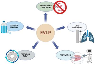 The impact and relevance of techniques and fluids on lung injury in machine perfusion of lungs